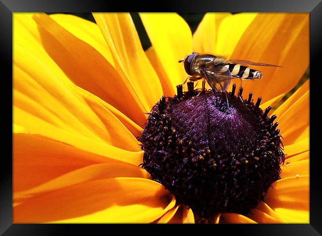 Hoverfly on flower Framed Print by Donna Collett