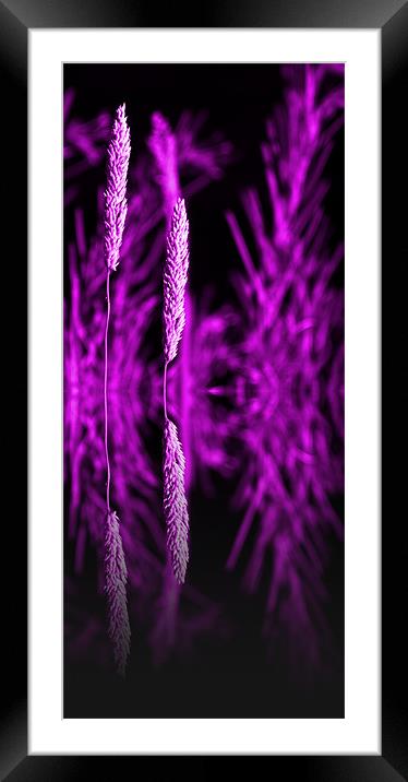purple grass reflection - slim Framed Mounted Print by Donna Collett