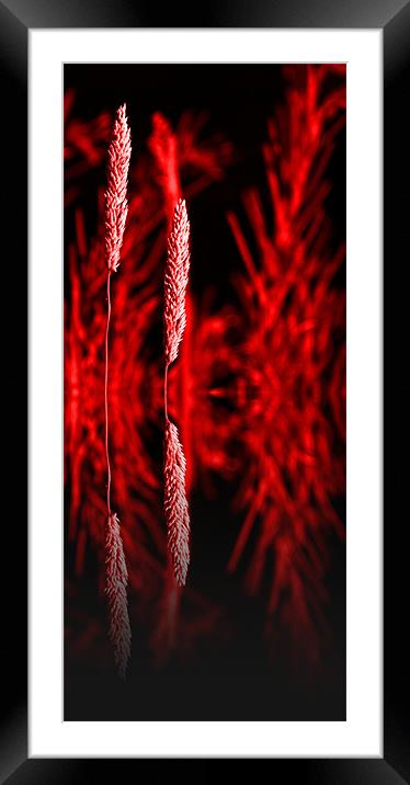 Grass reflection Red - slim Framed Mounted Print by Donna Collett