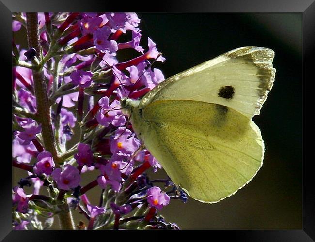 Cabbage White - Macro Framed Print by Donna Collett