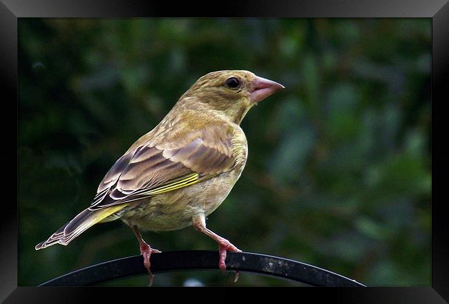 Young Greenfinch Framed Print by Donna Collett