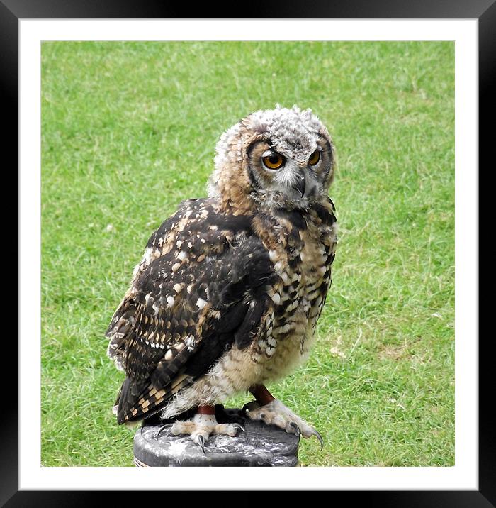 Young Eagle Owl Framed Mounted Print by Donna Collett