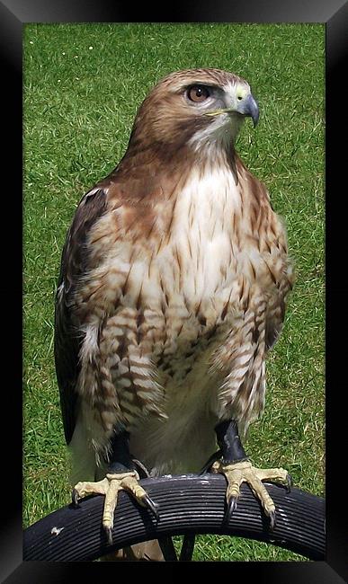 Red Tailed Hawk Framed Print by Donna Collett