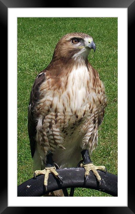 Red Tailed Hawk Framed Mounted Print by Donna Collett
