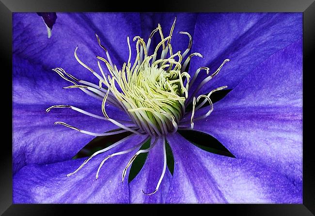 Clematis - macro Framed Print by Donna Collett