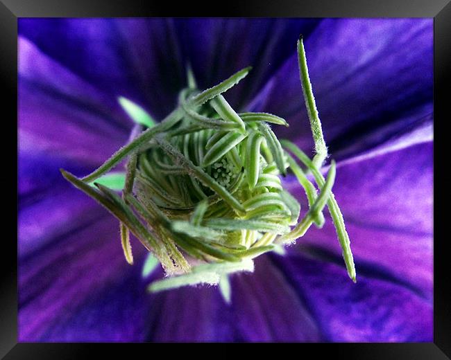 The heart of the Clematis Framed Print by Donna Collett