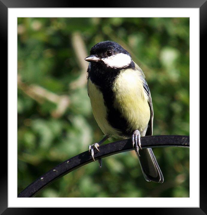 Great Tit Framed Mounted Print by Donna Collett