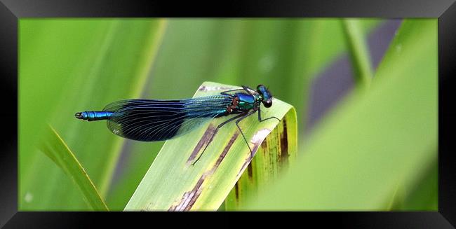 Damselfly - Azure/blacked winged Framed Print by Donna Collett