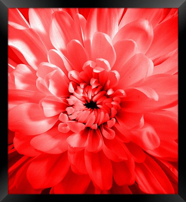 Dahlia - Pink Glow Framed Print by Donna Collett