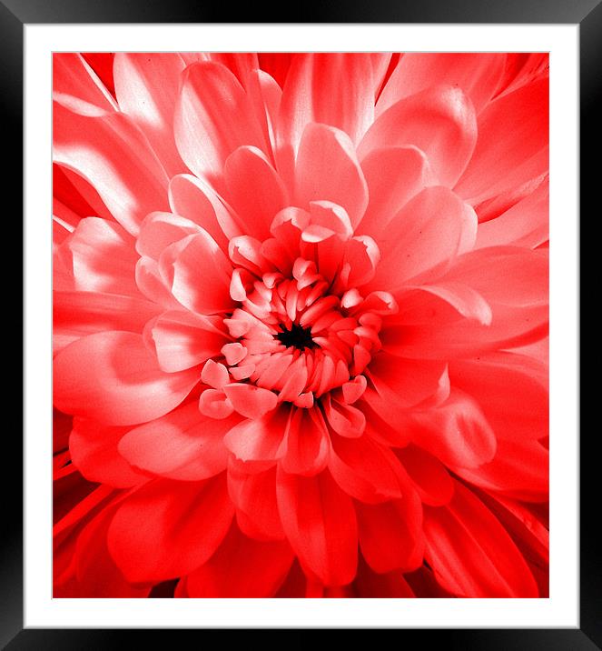 Dahlia - Pink Glow Framed Mounted Print by Donna Collett
