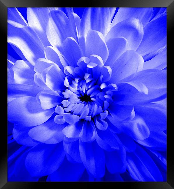 Dahlia - Blue Glow Framed Print by Donna Collett