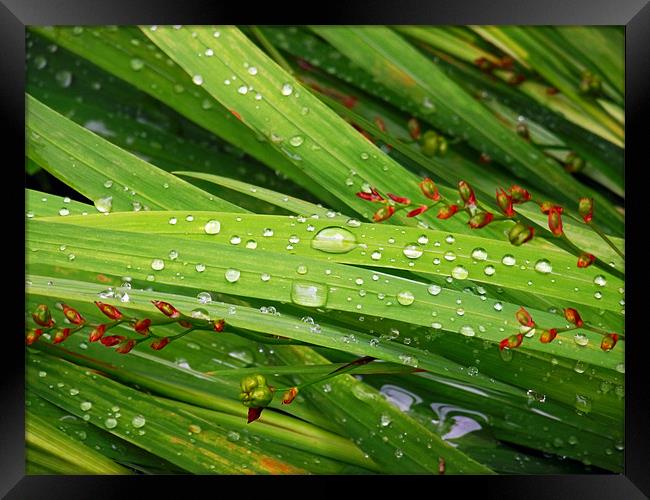 Droplets Framed Print by Donna Collett