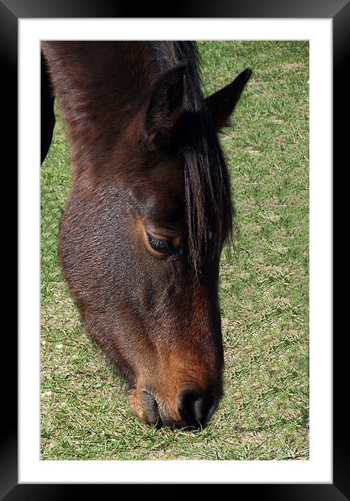 New Forest Pony - Head shot Framed Mounted Print by Donna Collett