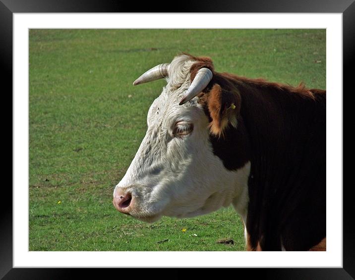 New Forest Cow - Head shot Framed Mounted Print by Donna Collett