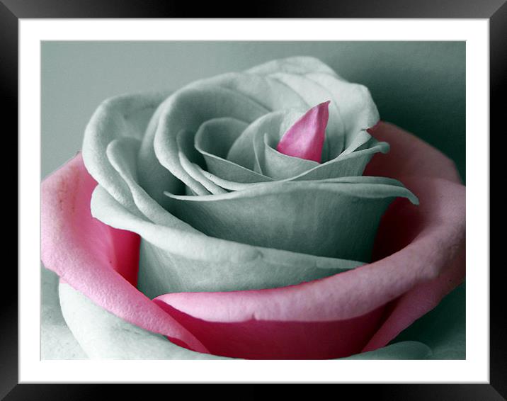 B&W Rose - Pink Highlights Framed Mounted Print by Donna Collett