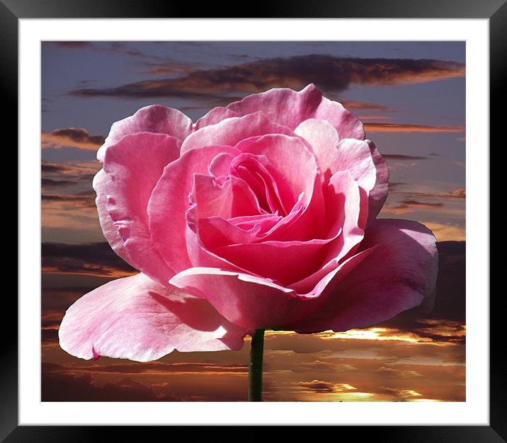 Rose Sunset Framed Mounted Print by Donna Collett