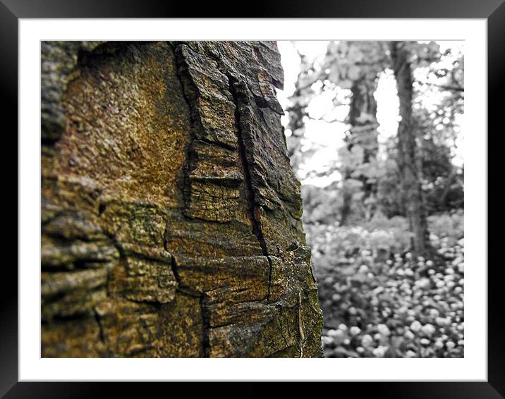 Bark Texture Framed Mounted Print by Donna Collett