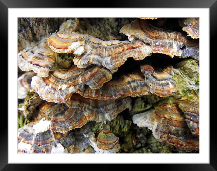 Fungi Framed Mounted Print by Donna Collett