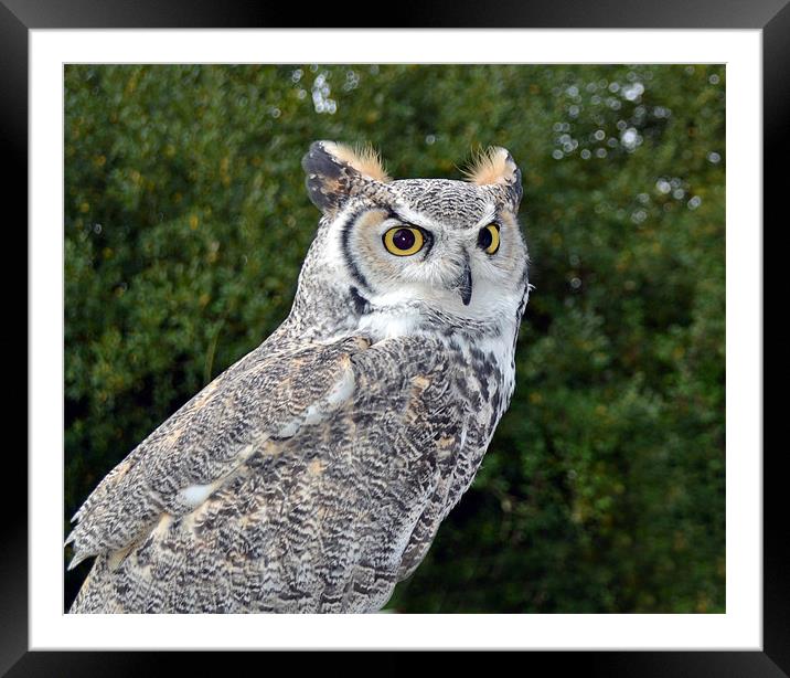 Canadian Great Horned Framed Mounted Print by Donna Collett
