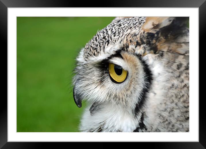 African spotted eagle owl Framed Mounted Print by Donna Collett
