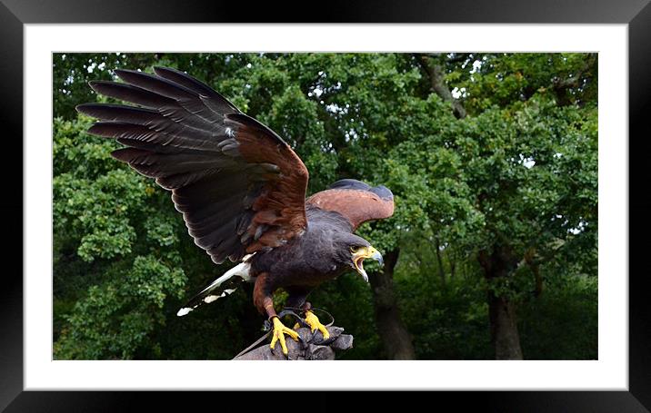 Harris Hawk - display Framed Mounted Print by Donna Collett