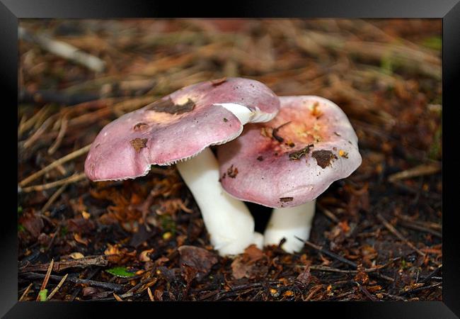 Pink Persicina Fungi Framed Print by Donna Collett