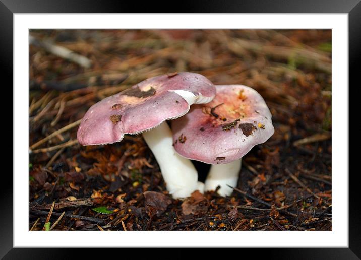 Pink Persicina Fungi Framed Mounted Print by Donna Collett