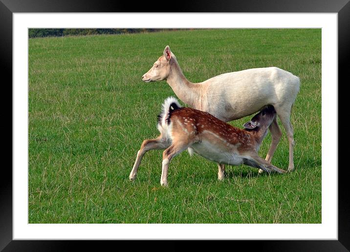 Suckling Fallow Framed Mounted Print by Donna Collett