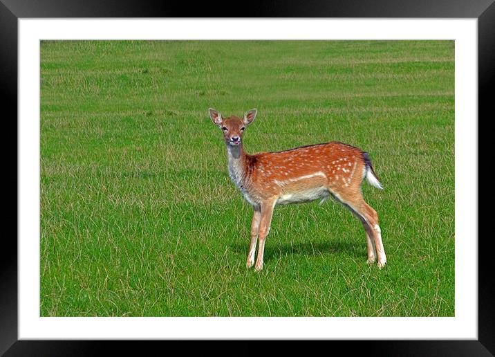 Fallow Deer Framed Mounted Print by Donna Collett
