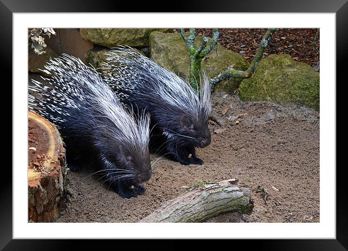 Porcupines Framed Mounted Print by Donna Collett