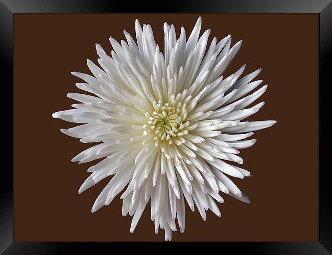 Bloom Chrysanthemum Framed Print by Donna Collett
