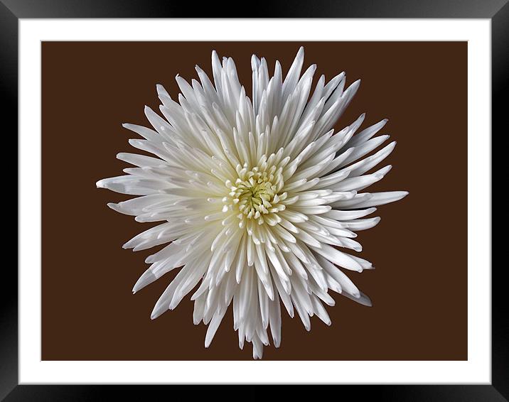 Bloom Chrysanthemum Framed Mounted Print by Donna Collett