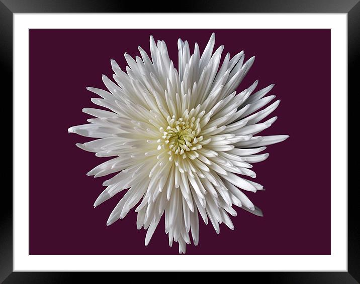 White Bloom Chrysanthemum Framed Mounted Print by Donna Collett