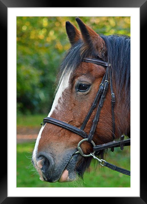 Shire Framed Mounted Print by Donna Collett