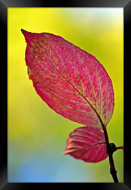 Autumn Leaf Framed Print by Donna Collett