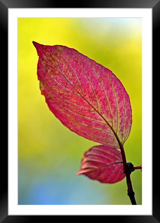 Autumn Leaf Framed Mounted Print by Donna Collett