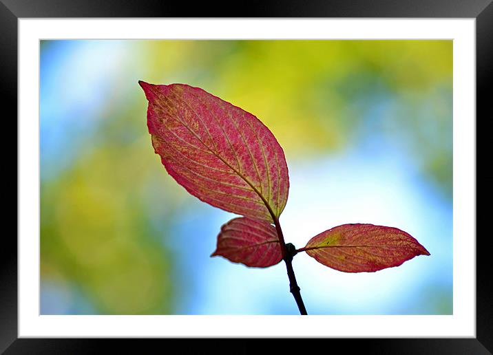 Autumnal Leaves Framed Mounted Print by Donna Collett