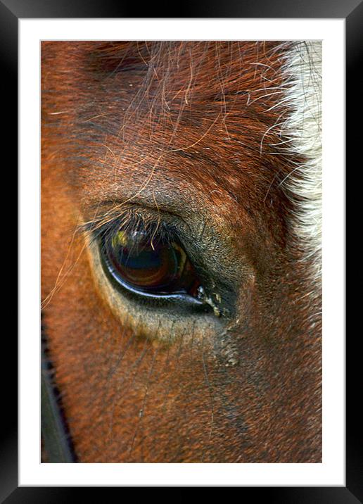 Eye of a Shire Framed Mounted Print by Donna Collett
