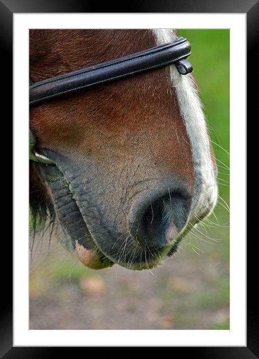 Shire Nose Framed Mounted Print by Donna Collett