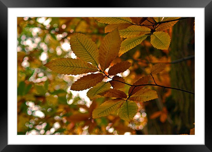 Autum Leaves Framed Mounted Print by Donna Collett