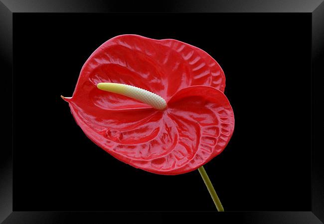 Anthurium - Calisto Framed Print by Donna Collett