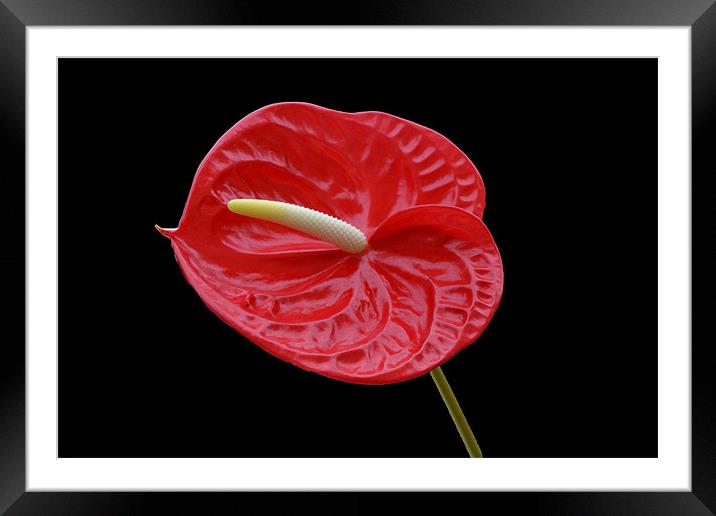 Anthurium - Calisto Framed Mounted Print by Donna Collett