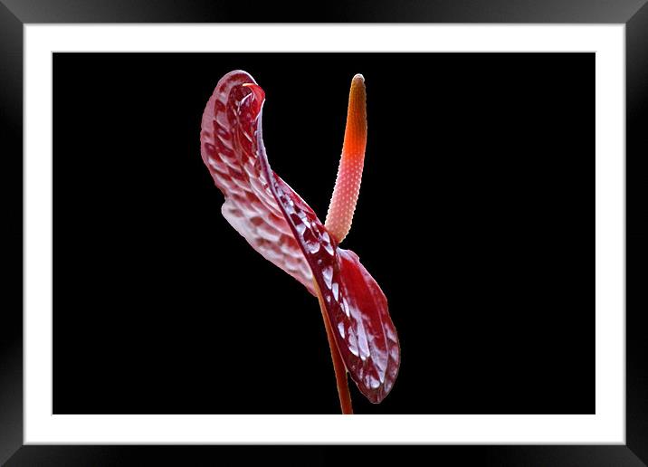 Anthurium - Choco Framed Mounted Print by Donna Collett