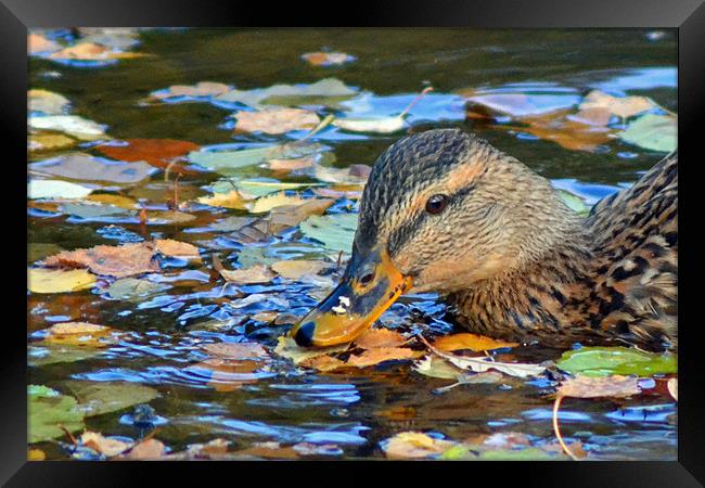 Autumn on the Pond Framed Print by Donna Collett