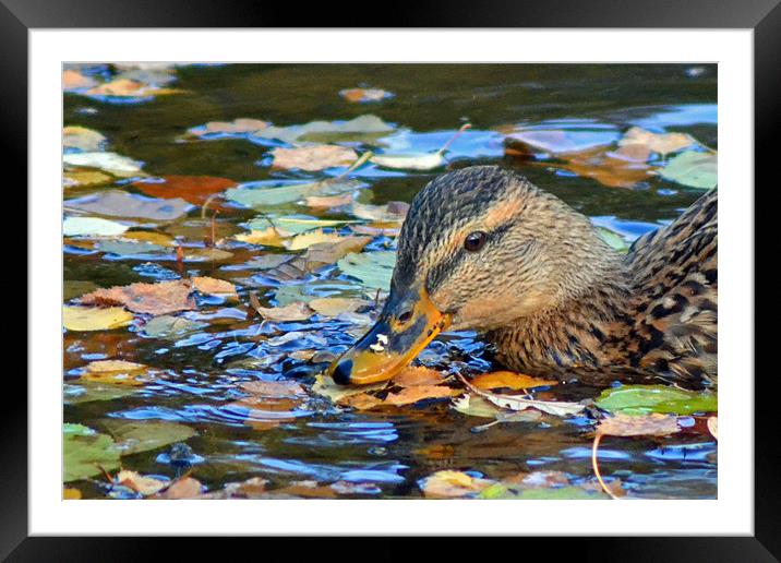 Autumn on the Pond Framed Mounted Print by Donna Collett