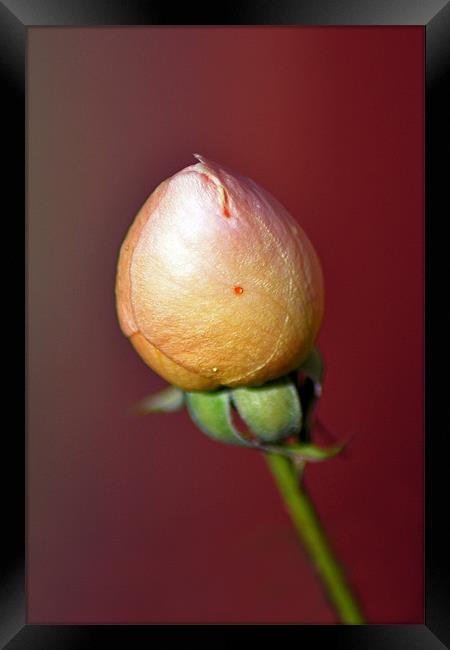 Tight Bud Framed Print by Donna Collett