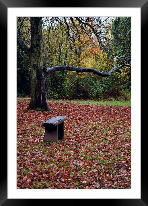 Autumn Seat Framed Mounted Print by Donna Collett
