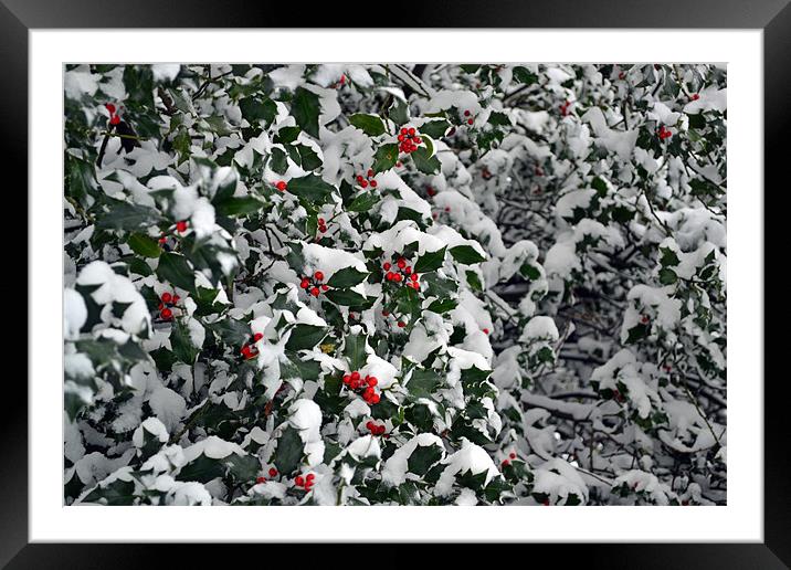 Holly Berries Framed Mounted Print by Donna Collett