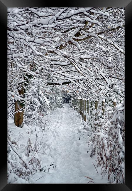 Snow Path Framed Print by Donna Collett