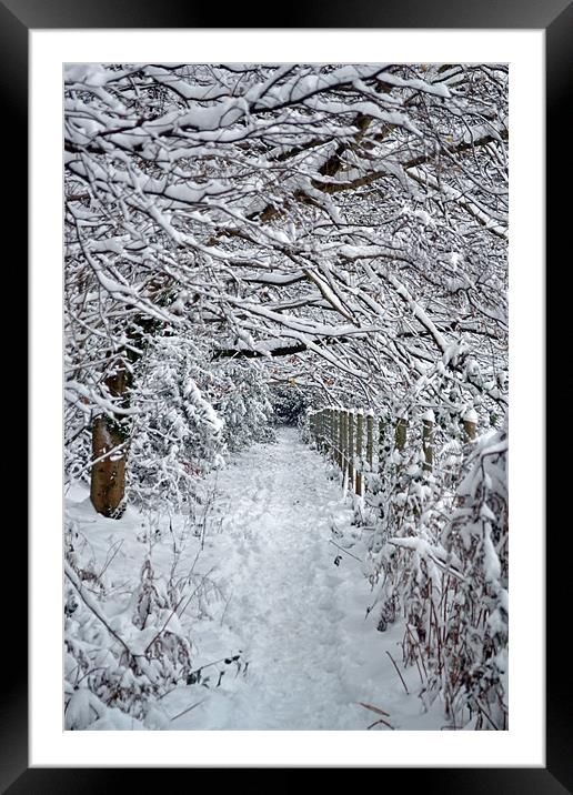 Snow Path Framed Mounted Print by Donna Collett
